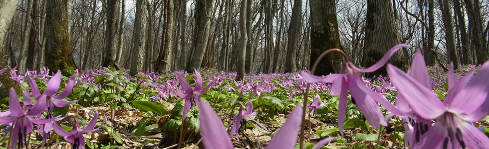 Erythronium